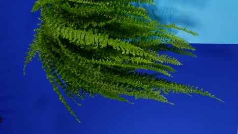 fern hanging down in breeze - bluescreen for compositing