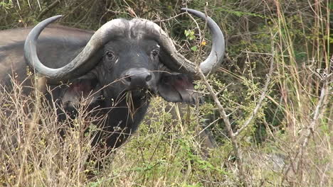 un búfalo en la hierba