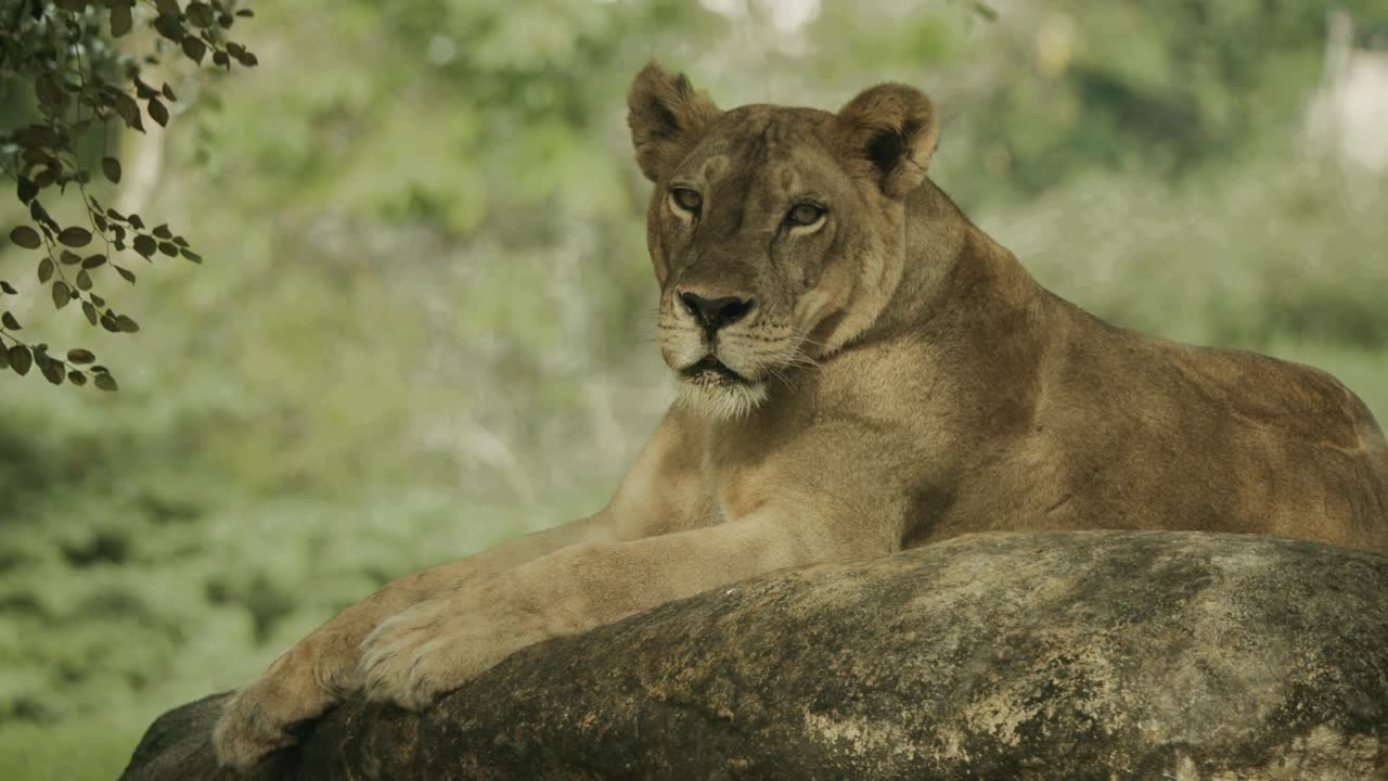 leona hembra en una roca en un hermoso lugar en áfrica mirando a su alrededor, potencialmente para presa
