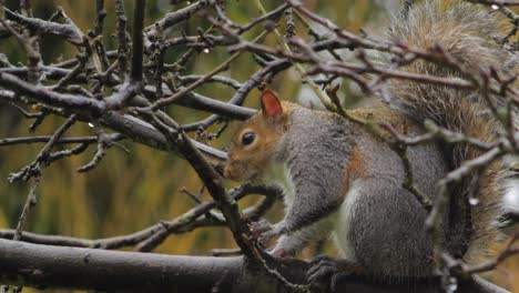 ardilla gris parada en la rama de un árbol comiendo y luego se aleja
