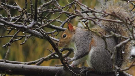 gray squirrel standing on tree branch eating then walks away