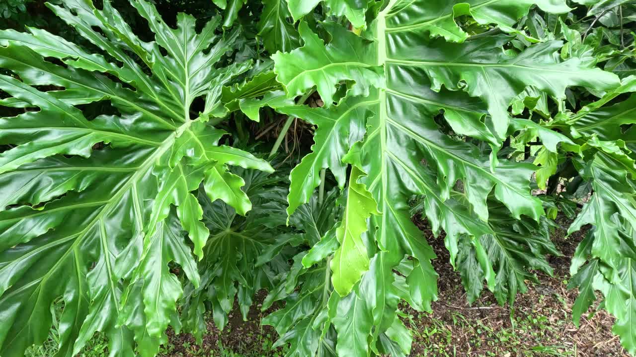 hojas verdes balanceándose ligeramente en el viento