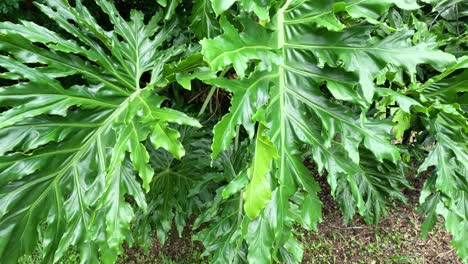 green leaves swaying slightly in the wind