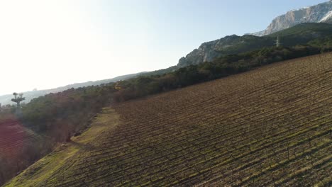 vineyard landscape with mountain view