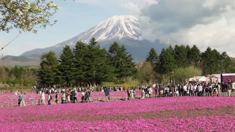 people exploring the fuji shiba sakura festival with iconic mt. fuji in the background, handheld wide shot.