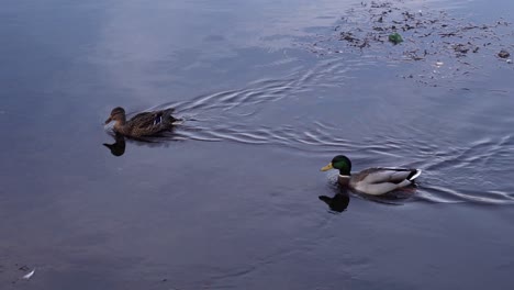 Ein-Paar-Stockenten,-Die-Auf-Dem-Ruhigen-Wasser-In-Der-Nähe-Des-Parks-In-Rumänien-Schwimmen