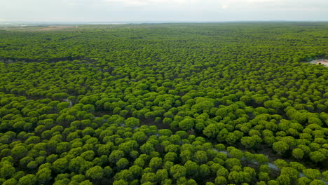 panorama aéreo del bosque de pinos de piedra, fondo natural
