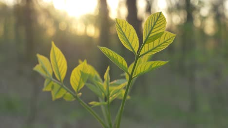 macro shot of fresh leaves in the forest lit by the sunset