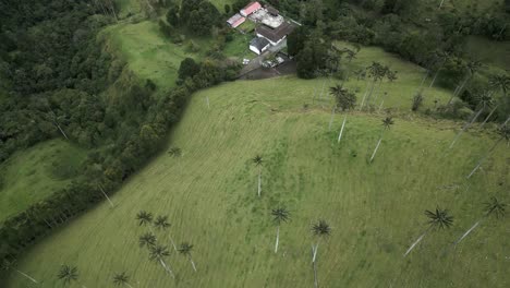 Palmeras-Del-Valle-De-Cocora-Visión-De-Apertura-De-Drones-Aéreos-Sobre-Caminos-De-La-Ciudad,-Nubes-Y-Cordillera-Andina-Subtropical-En-Salento,-Colombia,-Parque-Nacional-Natural-De-Los-Nevados