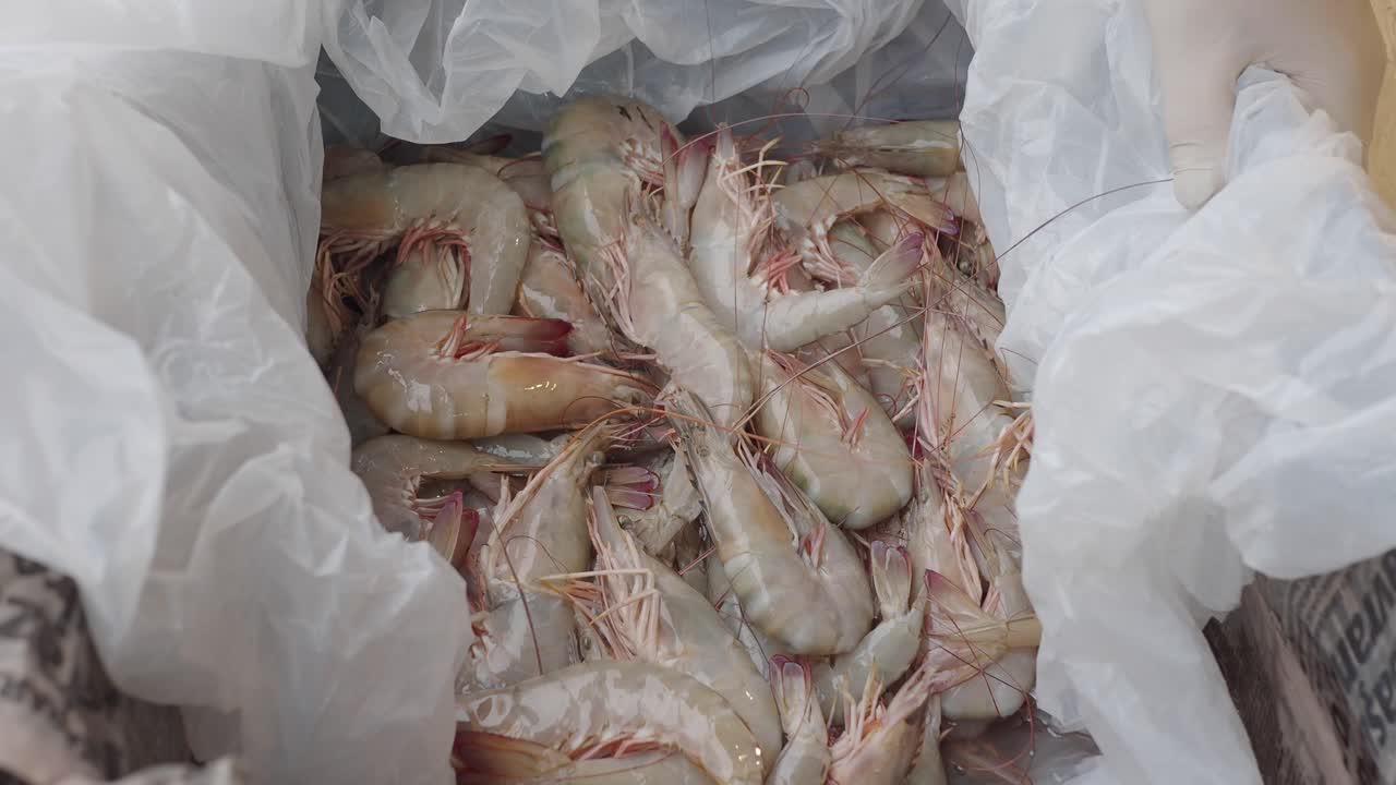 camarones blancos frescos en hielo