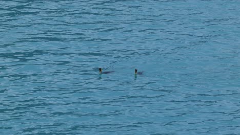 Dos-Pingüinos-Rey-Nadando-Y-Buceando-En-Aguas-Turquesas-Del-Glaciar