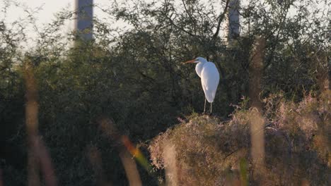 Silberreiher-Thront-über-Schilf-Und-Bäumen-In-Arizona