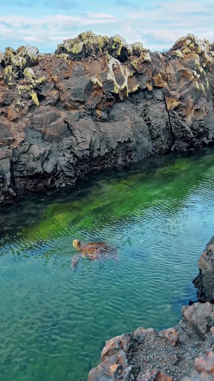Merikilpikonna ui vulkaanisessa vuorovesialtaassa, Las Tintoreras, Galapagos. Meren matelija liukuu vihreässä vedessä tummien laavamuurien välissä.