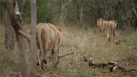 Manada-De-Leones-Caminando-Lentamente-Hacia-El-Bosque