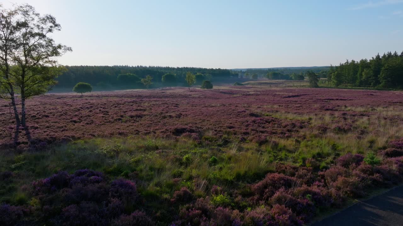 Landschap met heideveld