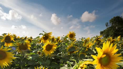 Girasol-Timelapse1