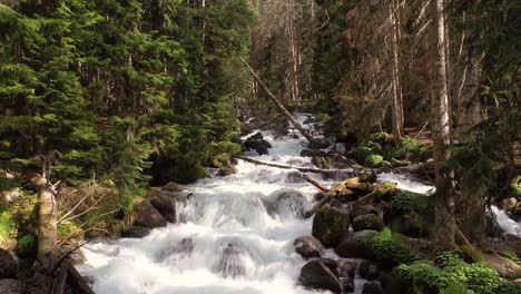 Gebirgsfluss-Im-Wald.-Wunderschöne-Tierlandschaft.