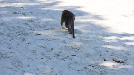 a monkey explores sandy beach among tourists