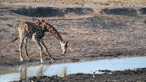 Ganzkörperaufnahme-Einer-Männlichen-Giraffe,-Die-An-Einem-Wasserloch-Im-Krüger-Nationalpark-Trinkt,-Wobei-Rotschnabel-Madenhacker-Um-Das-Tier-Herumfliegen