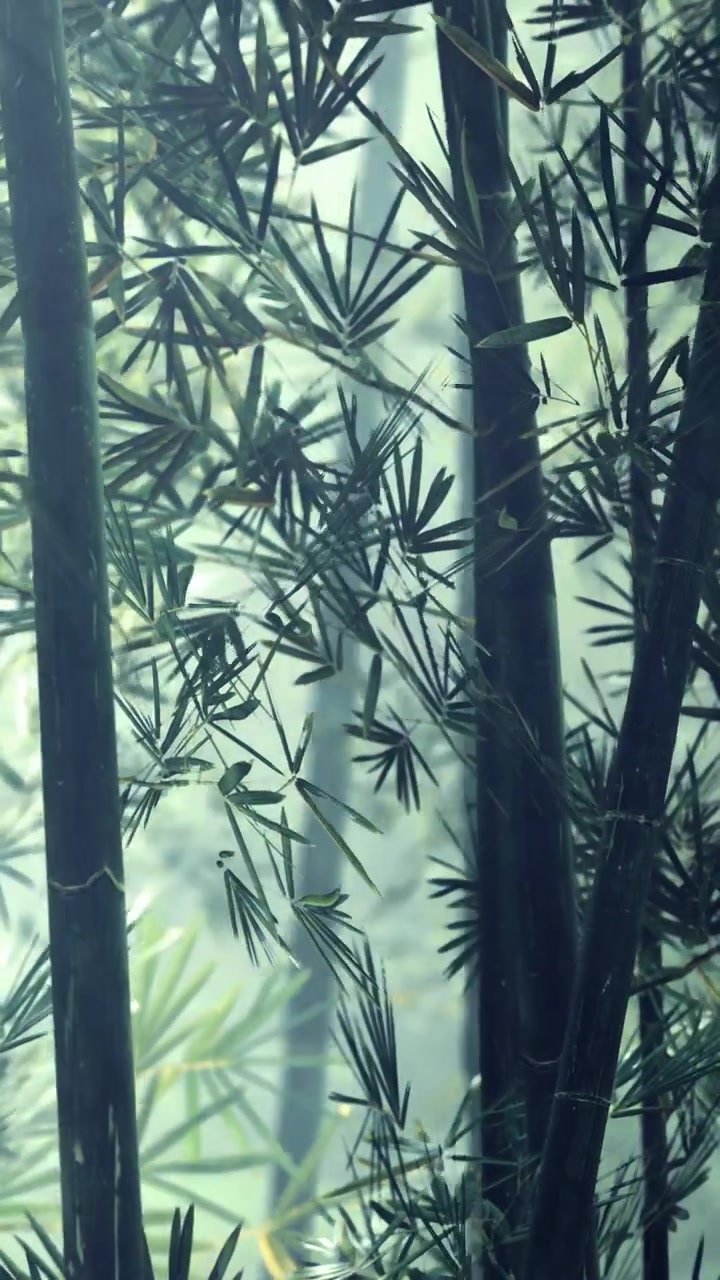 Piante di bambù crescono in una foresta nebbiosa alla luce del primo mattino.