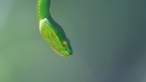 The-White-lipped-Pit-Viper-is-a-venomous-pit-viper-endemic-to-Southeast-Asia-and-is-often-found-during-the-night-waiting-on-a-branch-or-limb-of-a-tree-near-a-body-of-water-with-plenty-of-food-items