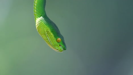 la víbora de labios blancos es una víbora venenosa endémica del sudeste asiático y a menudo se encuentra durante la noche esperando en una rama o rama de un árbol cerca de un cuerpo de agua con muchos alimentos