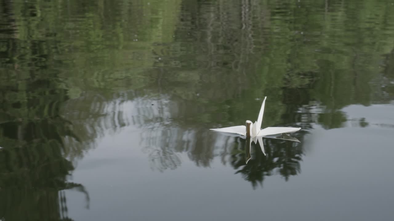hermoso cisne de origami flotando en la superficie del agua