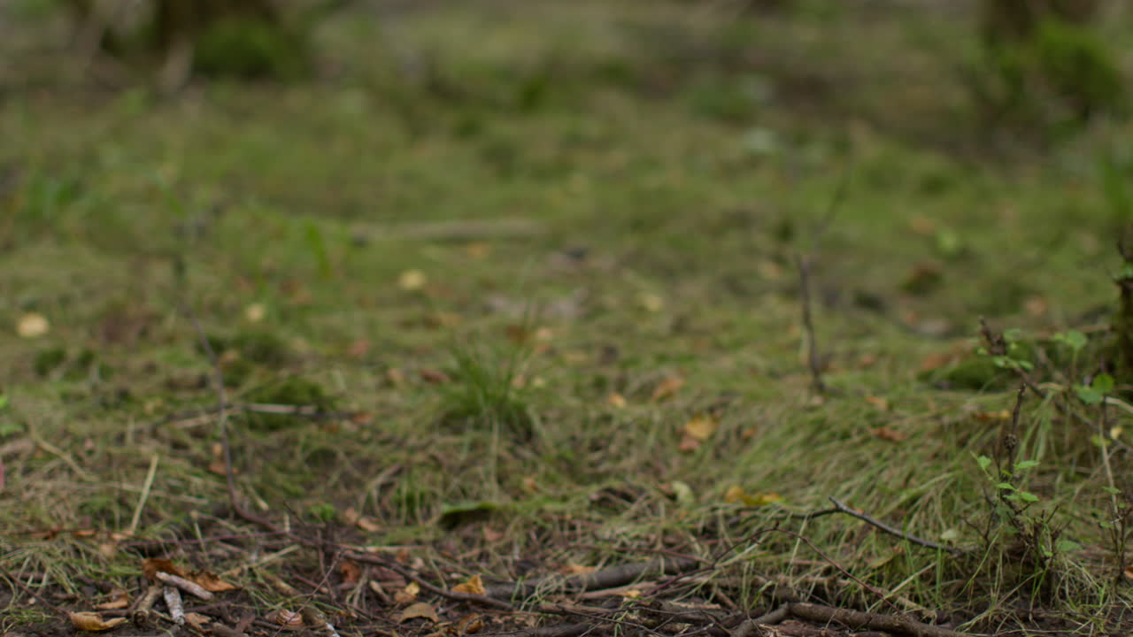 cerrar las ramas de las plantas y ramas que se encuentran en el suelo del bosque en el campo 1