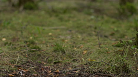 close up of twigs plants and branches lying on forest floor in countryside 1