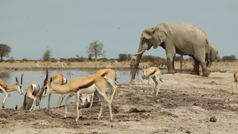 timelapse of elephant and springbok drinking at waterhole in botswana