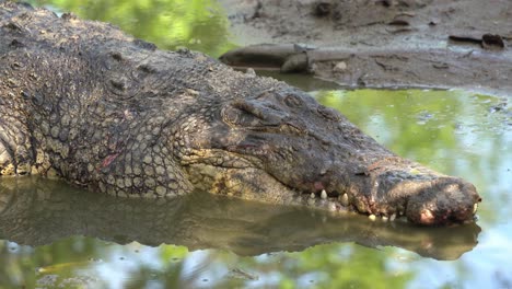 頂部捕食者<unk>水<unk>魚 (crocodylus porosus) 在泥<unk>的平原上休息,在美麗的樹葉水反射下午睡,在野生動物公園近距離拍攝