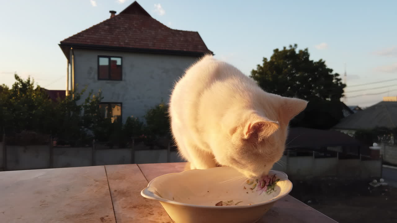 A fluffy white cat is eating from a bowl on a balcony during sunset. The house behind provides a cozy backdrop as the sun sets, creating a peaceful atmosphere