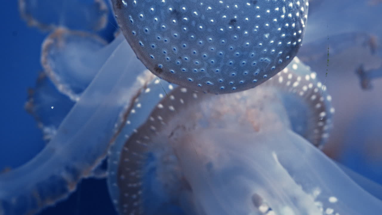 Translucent jellyfish floating in blue water, calm and surreal underwater scene