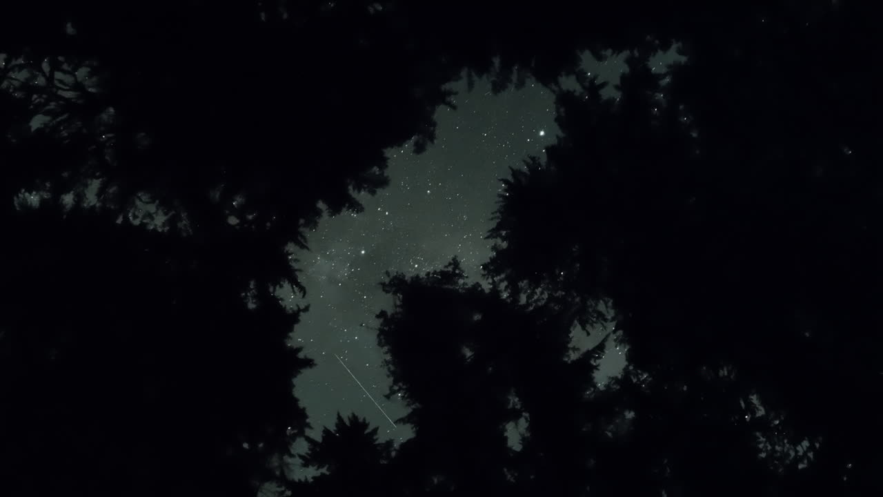 Time lapse notturno, attraverso gli alberi. Movimento delle stelle