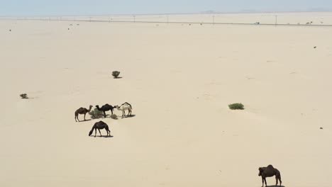 Grupo-De-Camellos-En-El-Corazón-Del-Desierto-De-Arabia-Saudita