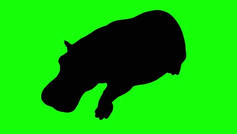 a silhouette of a hippo walking on green screen, perspective view