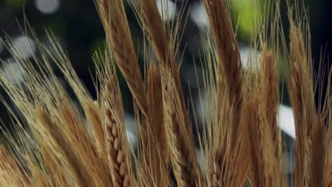 hermoso primer plano de las espigas de un cultivo de trigo dorado listo para cosechar
