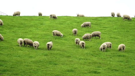 Corderos-Y-Ovejas-De-Corral-Pastando-En-Una-Colina-De-Campo-De-Hierba-En-Nueva-Zelanda