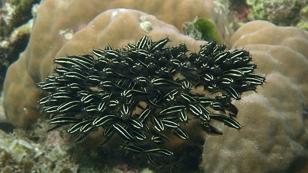 Close up on juveniles striped eel catfish form dense ball-shaped school in a shallow reef. Moalboal, Cebu, Philippines.
