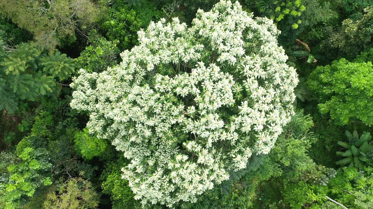 울창 한 열대 우림 의 공중 풍경