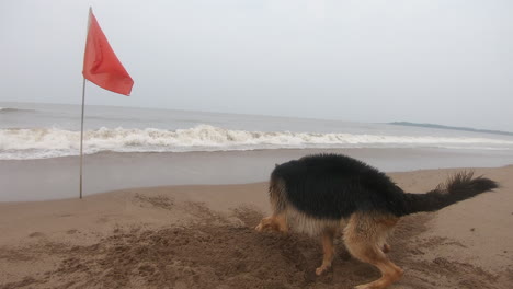 un perro alemán agitando su cuerpo en el