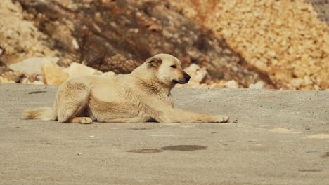 Stray-dog-lying-on-the-street.-4K