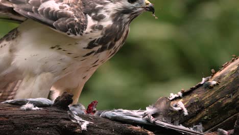 el ave rapaz buitre común buteo disfruta comiendo carne roja recién cazada de cerca, el comportamiento natural de las aves silvestres