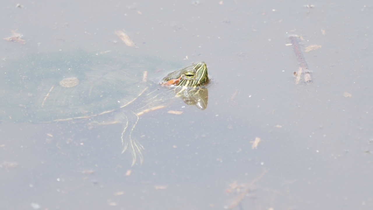 일본 사이타마 인근 연못에서 머리가 물 위에 있는 브라질 붉은 귀거북의 모습 - 가까이