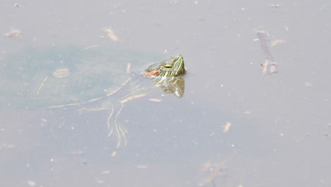 Blick-Auf-Eine-Brasilianische-Rotohr-Schmuckschildkröte-Mit-Ihrem-Kopf-über-Wasser-Im-Teich-In-Der-Nähe-Von-Saitama,-Japan---Nahaufnahme