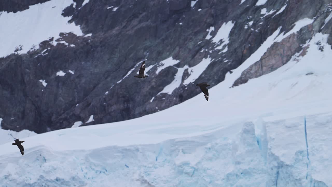 pájaros volando más allá de los glaciares y el hielo en el paisaje antártico, aves marinas en cámara lenta volando en vuelo en invierno escena del paisaje con increíble hermosa escena helada fría, increíble skua en la naturaleza antártica
