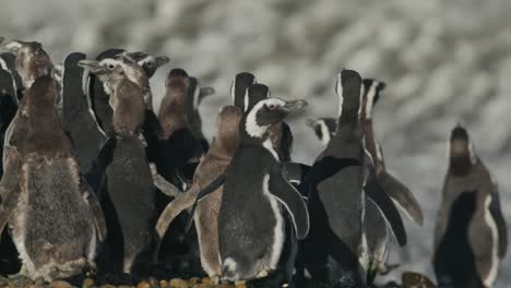 los pingüinos corren hacia el agua en grupo