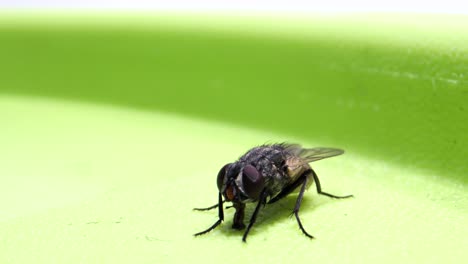 volando sentado en la caja y chupando_micro lente