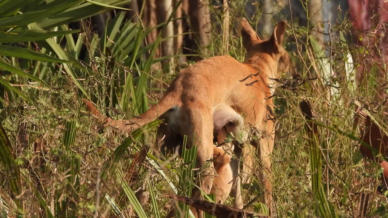 perro y cachorro bebiendo leche
