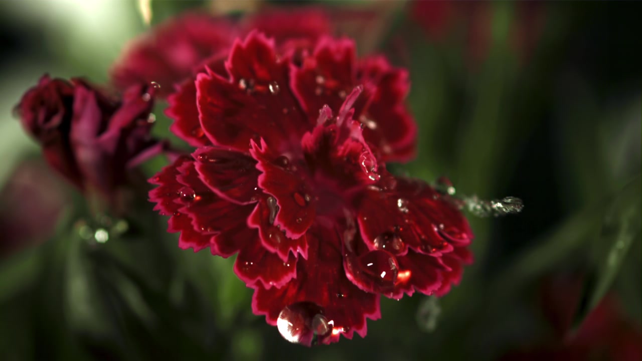 Gotas de água caindo em câmera lenta sobre uma flor vermelha vibrante.
